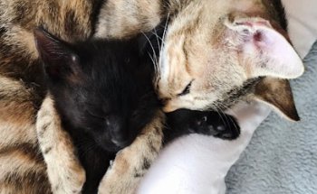 Clínica Veterinaria Bichos