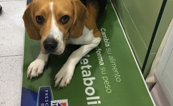 CENTRO VETERINARIO AMIGO´S