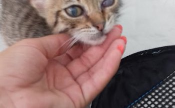 CENTRO VETERINARIO TODOCAN MASCOTAS Y SALUD