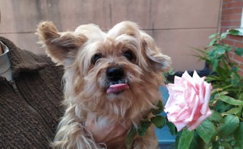 Clínica Veterinaria Ávila Puerto Real