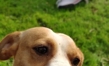 Clínica Veterinaria Cuatro Patas