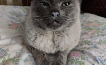 Clínica Veterinaria Alcudia