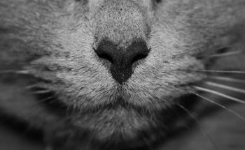 Clínica Veterinaria Nueve Vidas