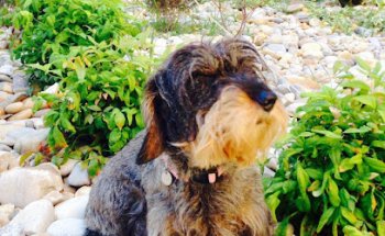 Clínica veterinaria A Farola