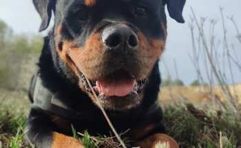 CLINICA VETERINARIA SALUD ANIMAL REQUENA