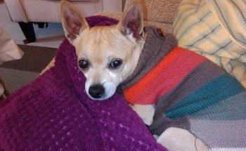 Clínica Veterinaria Al-Andalus