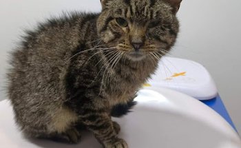 CLÍNICA VETERINARIA LAGUNA DEL MORAL