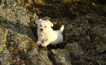 Clínica Veterinària Godall