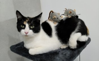 Clínica veterinaria Animalia