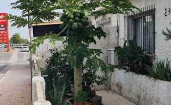 Clínica Veterinaria San Pedro