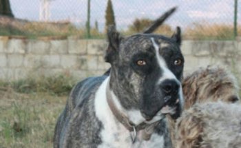 Consultorio Veterinario Tunana