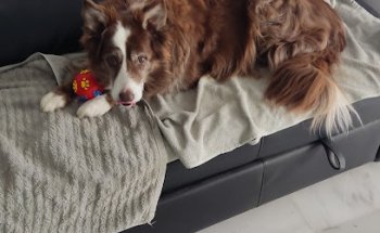 Clinica Veterinaria Sotovet