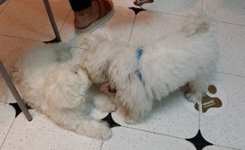 Medivet Via Veterinària Sant Andreu