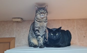 Mas Lluhí Veterinària