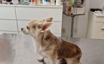 Consultori Veterinari Sant Pere