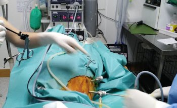 Centre Veterinari Sandy