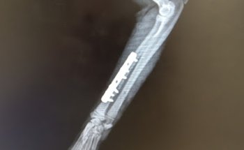 CLÍNICA VETERINARIA SANTA POLA