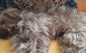 CLÍNICA VETERINARIA CCV AMORÓS, Santa Pola