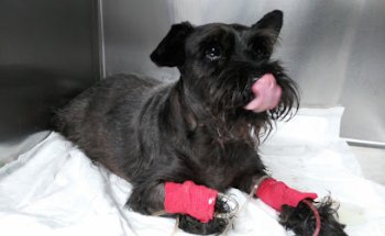 Veterinari Espalter 22 Slp - 24h Urgencias Pruellas 26 - Sitges