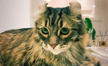 Clínica Veterinaria Sivet