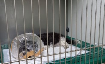 Clínica Veterinaria SUCROVET