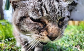 Clínica Veterinaria Tacoronte
