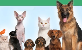 Clinica Veterinaria El Calvario