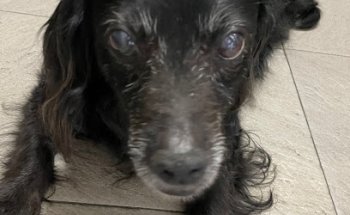 Clínica Veterinaria Santa Eufemia