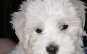 CEVETOM (Centro Veterinario Tomelloso)