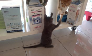 Campeón Clínica Veterinaria