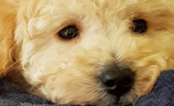 Clínica Veterinaria Morgade