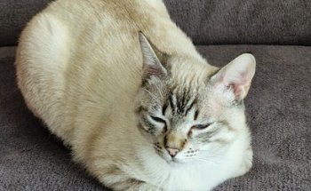 My Friends Veterinaria