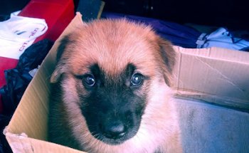 El Perro Chico Clínica Veterinaria (antes El Perro Verde)