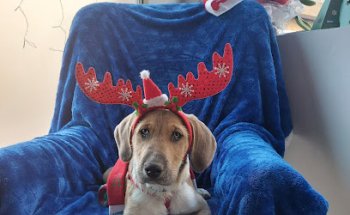 Clínica Veterinaria Espuña