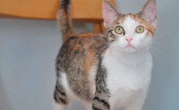 CICA - Centro De Intervención Y Custodia De Animales