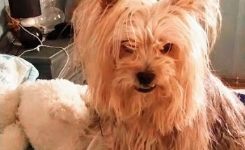 Clínica Veterinaria MIGUEL ÁNGEL VILAS