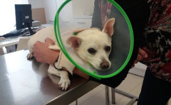 Clínica Veterinaria Santa Ana