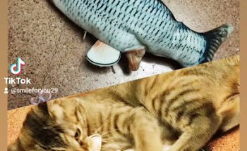 Clínica Veterinaria Areso