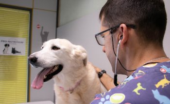 Consultorio Veterinario Las Labradas