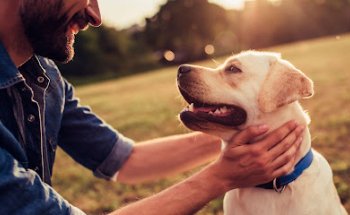VetSeva Consultorio Veterinario