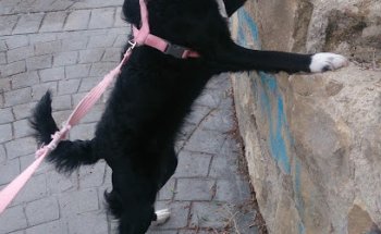 Clínica Veterinaria San Francisco