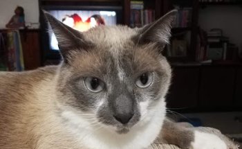 ARGOS Clínica Veterinària Vic