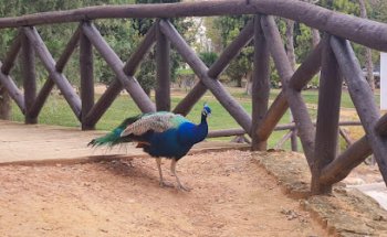 Nuevo Valdepeñas Veterinarios