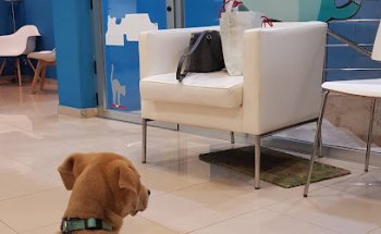 Animalicos Centro Veterinario