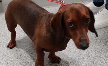 Alt Camp Veterinaris