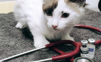 Clínica Veterinaria Valls