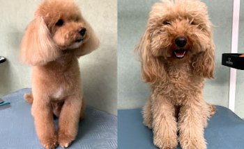 Clínica veterinària d'Osona