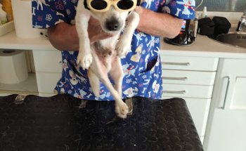 Centre Veterinari del Penedés SLP