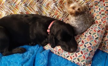 Centre Veterinari Poble Nou