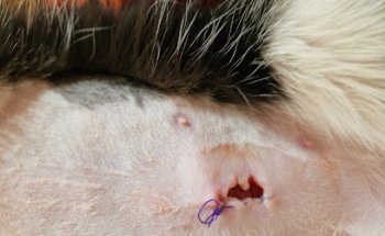 HOSPITAL VETERINARIO VILAFRANCA